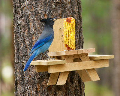 Blue Jay : View 3
