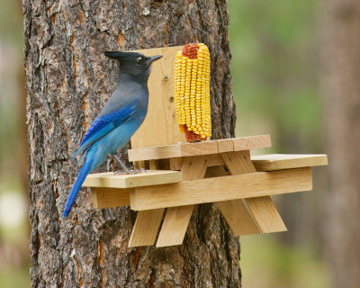 Blue Jay : View 4
