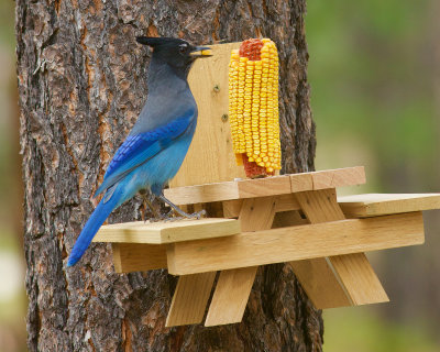 Blue Jay : View 5