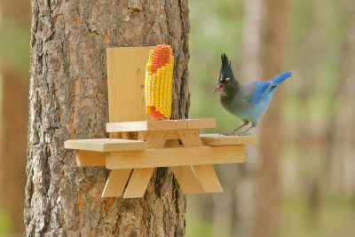 Blue Jay : View 6