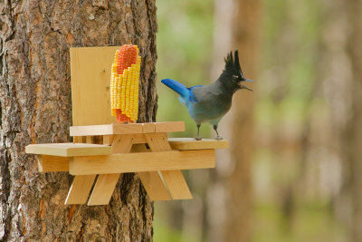Blue Jay : View 7