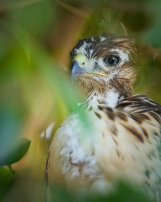 Red Tailed Hawk : Scottsdale, AZ