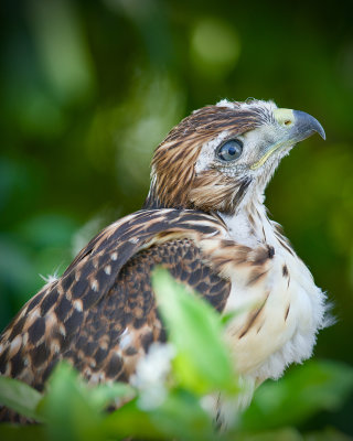 Red Tailed Hawk : Scottsdale, AZ