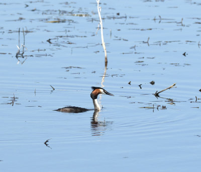 Grebe_DSC_0751.jpg