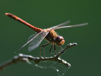 Tyntesfield_dragon3_DSC_4217.jpg