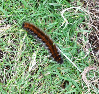 Fachongle_Caterpillar_1_DSC_4618.jpg