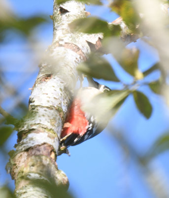 Ham_Wall_Spotted_Woodpecker_DSC_4831.jpg