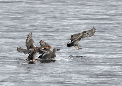 Ham Wall Ducks-2 DSC_7168.jpg