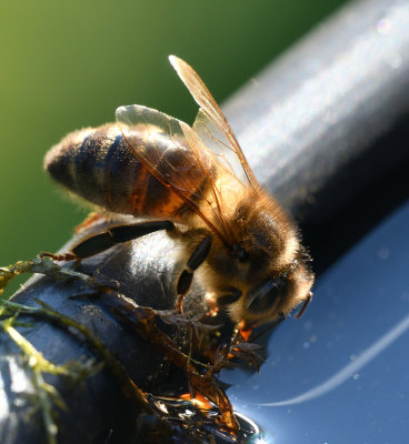 Bees drinking - 5 DSC_7281.jpg