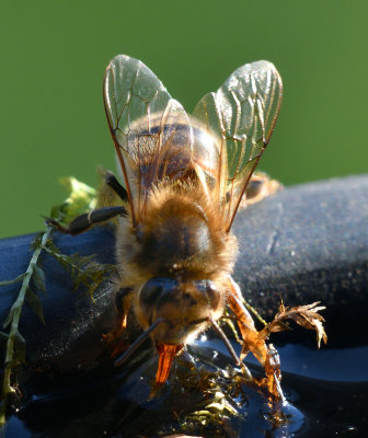 Bees drinking - 3 DSC_7293.jpg