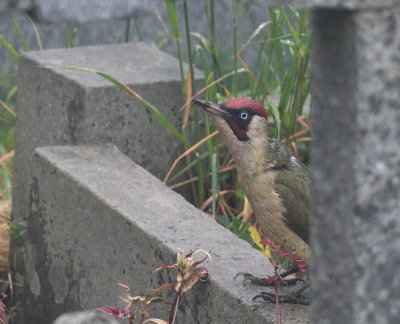 Graveyard Green woodpecker-1_DSC_7803.jpg