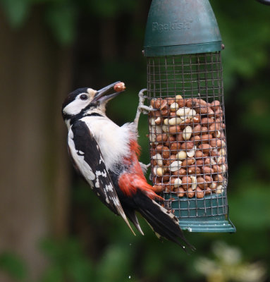 Female woodpecker-3_DSC_7825.jpg