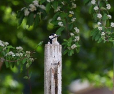 Female Spotted woodpecker-4_DSC_7882.jpg