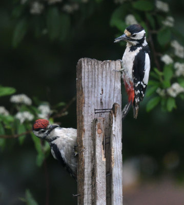 woodpeckers