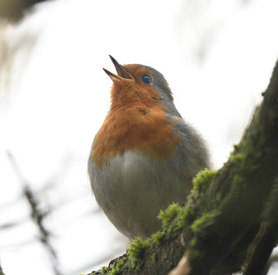 Worcestershire Robin-1_DSC_1123_01.jpg