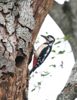 Ham Wall Greater Spotted Woodpecker-1_DSC_1552.jpg