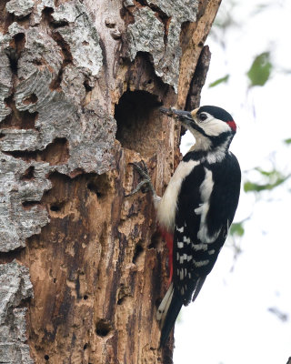 Ham Wall Greater Spotted Woodpecker-2_DSC_1556.jpg