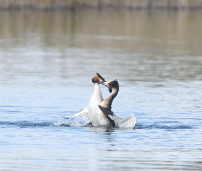 Ham Wall Grebes fighting-1_DSC_1662.jpg