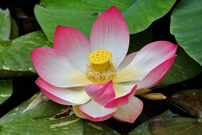 WATERLILIES AND LOTUS