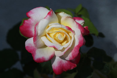 A24I6586 copy s.jpg