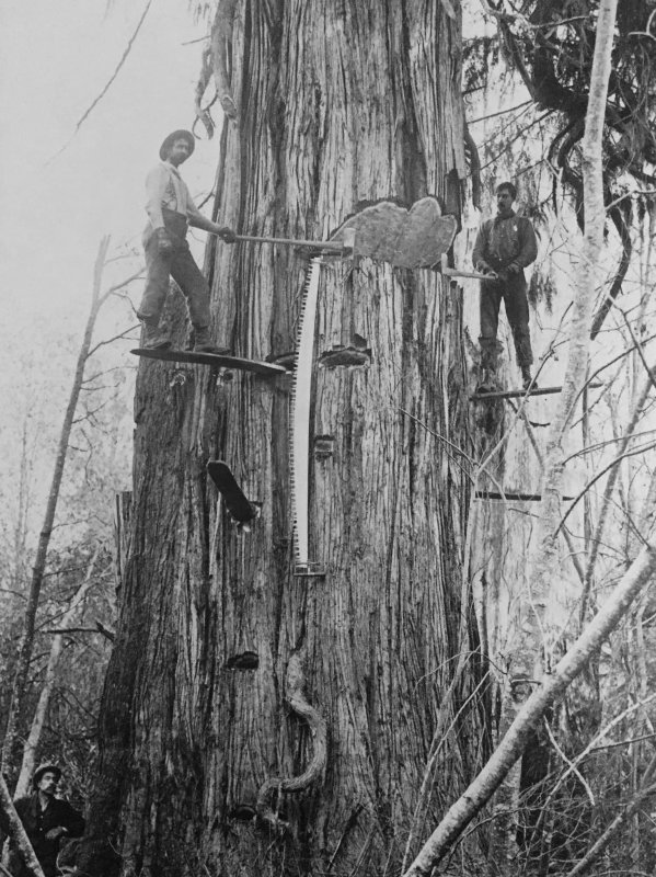 Tall cut.jpg