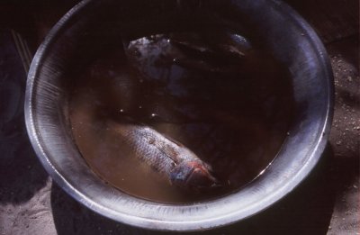 Zambian fish Stew