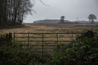 St Pierre Woods, Near Chepstow, South Wales, December 2021
