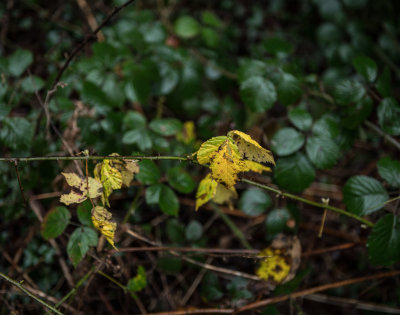 St Pierre Woods, Near Chepstow, South Wales, December 2021