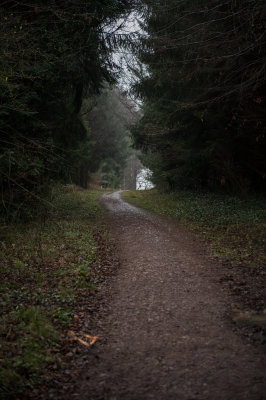 St Pierre Woods, Near Chepstow, South Wales, December 2021