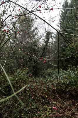St Pierre Woods, Near Chepstow, South Wales, December 2021