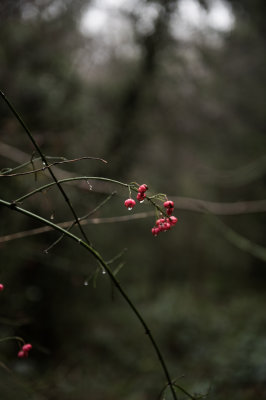 St Pierre Woods, Near Chepstow, South Wales, December 2021