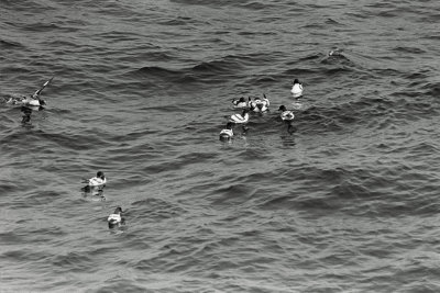 humpback whales at sea (8).jpg