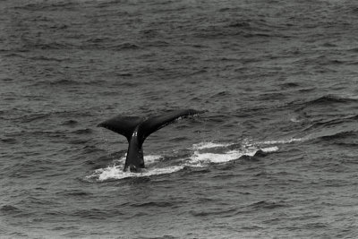 humpback whales at sea (9).jpg
