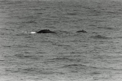 humpback whales at sea (28).jpg