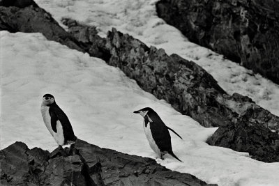 Pack ice and penguins (32).jpg