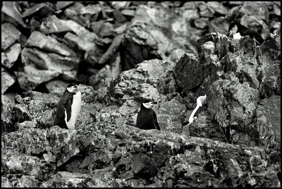 penguin rock.jpg