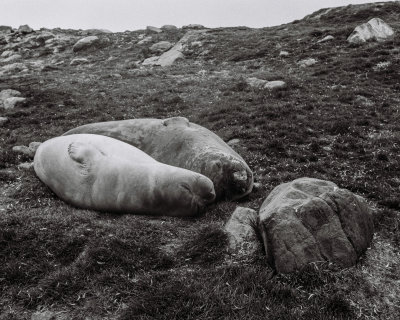 Antarctic 2019-3 (2).jpg