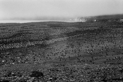Antarctic 2019-7.jpg
