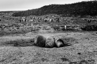 Antarctic 2019-10.jpg