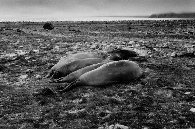 Antarctic 2019-16.jpg