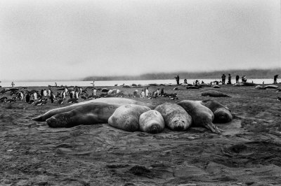 Antarctic 2019-33.jpg