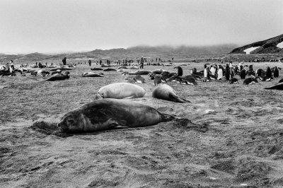 Antarctic 2019-37.jpg