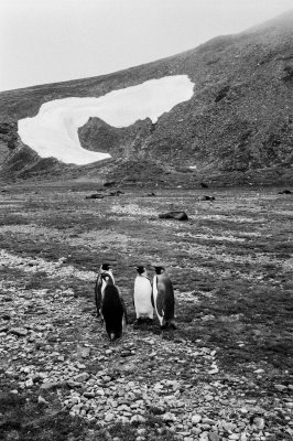 Antarctic 2019-40.jpg