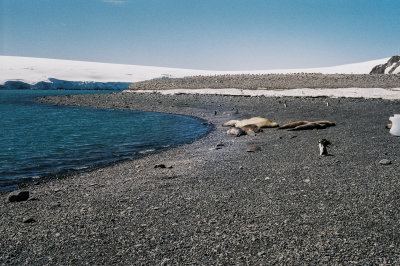 Antarctic 2019-48.jpg
