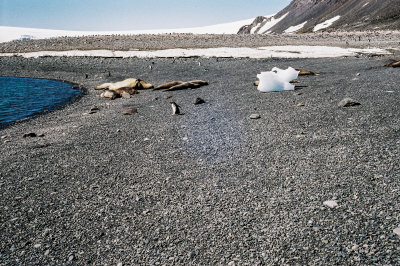 Antarctic 2019-49.jpg