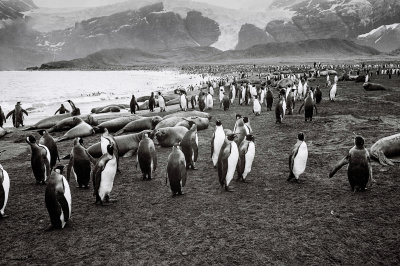 Antarctic 2019-161.jpg