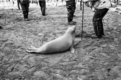Antarctic 2019-162.jpg