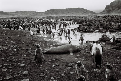 Antarctic 2019-165.jpg