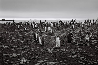 Antarctic 2019-166.jpg