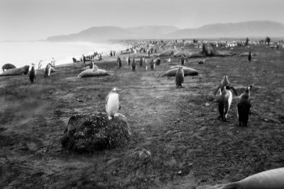 Antarctic 2019-172.jpg